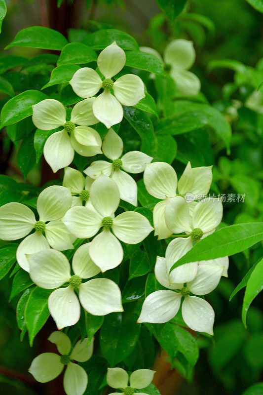 山茱萸/日本山茱萸:美丽的开花植物